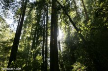 Redwoods in Big Basin State Park, California. Photo by Rhett A. Butler.
